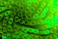 Green spiral Royalty Free Stock Photo