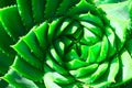 A green spiral aloe vera cactus with spikes. closeup spiral pattern aloe vera plant. Royalty Free Stock Photo