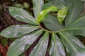 Green spiral plant growing, zenith Royalty Free Stock Photo