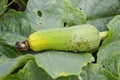 green Sponge Gourd