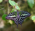 Green Spotted Butterfly