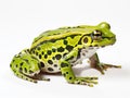 Green spotted frog  Made With Generative AI illustration Royalty Free Stock Photo