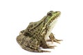 Green spotted marsh frog Royalty Free Stock Photo