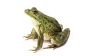 Green spotted marsh frog Royalty Free Stock Photo