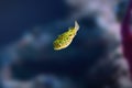 Green Spotted Puffer - Freshwater fish Royalty Free Stock Photo