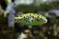 Green spotted puffer (Tetraodon nigroviridis).