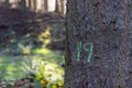 Green sprayed 19 on a tree trunk in Tyrebagger woods Royalty Free Stock Photo