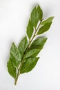 Green sprig of bay leaf isolated on white background. Laurel leaves on a white background. Bayleaf Royalty Free Stock Photo