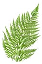 Green sprig of fern Royalty Free Stock Photo