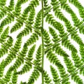 Green sprig of fern Royalty Free Stock Photo