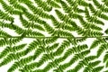 Green sprig of fern Royalty Free Stock Photo