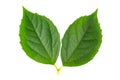 Green sprig of mock orange or jasmine leaves isolated on white background Royalty Free Stock Photo