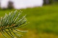 Green Sprig of Pine Needles closeup Royalty Free Stock Photo
