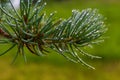 Green Sprig of Pine Needles closeup Royalty Free Stock Photo