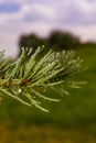 Green Sprig of Pine Needles closeup Royalty Free Stock Photo