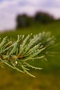 Green Sprig of Pine Needles closeup Royalty Free Stock Photo