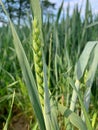 Green sprig of wheat in the field, grains of ripening wheat, spring in the field, plants