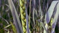 Green sprig of wheat in the field, grains of ripening wheat, spring in the field, plants