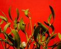 Green Sprigs of Mistletoe on a Bright Red Background.