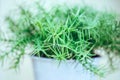 Green sprigs in the pot Royalty Free Stock Photo