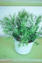 Green sprigs in the pot Royalty Free Stock Photo