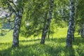 Green spring background, birches in the morning light