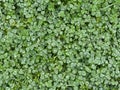 Green spring background. Lush clover with water dew, top view