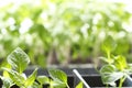 Green spring background with young shoots of pepper with water d