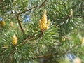 Green spring branches of pine, flowering, pollination. Pollen Allergy. Close up Royalty Free Stock Photo