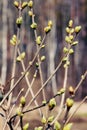 Green spring buds