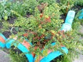 Green spring bush plant with red flowers on a city flowerbed