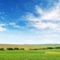 Green spring corn field and blue sky Royalty Free Stock Photo