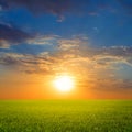 Green spring ear field at the dramatic sunset Royalty Free Stock Photo