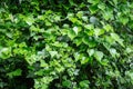 Green spring English ivy Hedera helix, European ivy with bright young leaves. Great covering and climbing plant