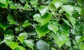 Green spring English ivy Hedera helix, European ivy with bright young leaves. Great covering and climbing plant Royalty Free Stock Photo