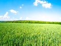 Green spring field of grain on sunny day with blue sky and white clouds. Natural, agricultural and rural landscape Royalty Free Stock Photo