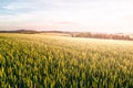 Green spring field of grain on sunny day with blue sky and white clouds. Natural, agricultural and rural landscape