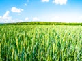 Green spring field of grain on sunny day with blue sky and white clouds. Natural, agricultural and rural landscape Royalty Free Stock Photo