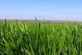 A green spring field with wheat, oats, and barley. Juicy greens. Blue sky. Endless expanses Royalty Free Stock Photo