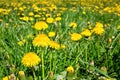 Yellow Dandelions field