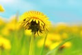 Green spring field with yellow flowers dandelions. Herbal medicine, medicinal plant Royalty Free Stock Photo