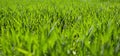 Green spring field of young wheat. Green grass background Royalty Free Stock Photo