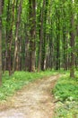 Green spring forest with footpath Royalty Free Stock Photo