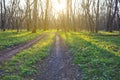 Spring forest glade with ground road at the sunset Royalty Free Stock Photo