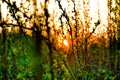 Green spring forests at sunrise Royalty Free Stock Photo