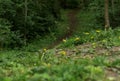 Spring forrest with path in the middel