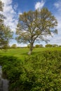 A view of trees beginnng to leaf in springtime