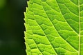 Green Spring Leaf Royalty Free Stock Photo