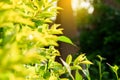 Green spring leave with bokeh background fresh and green leaves selective focus and blurry background. Royalty Free Stock Photo