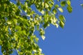 green spring leaves on a branch. birch leaves. birch branches, tree in the park, spring season. young leaves in nature. forest Royalty Free Stock Photo